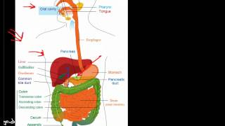 Overview of the Gastrointestinal System [upl. by Ximena]