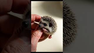 Worlds Tiniest Baby Hedgehog Will Melt Your Heart 🦔 babyanimals adorableanimals [upl. by Ijat72]