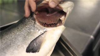 How to check your fish is fresh [upl. by Ial]