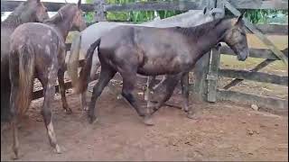 os melhores cavalos de raça do Brasil [upl. by Nyladnarb]