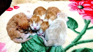 Kittens newborn  baby kittens crying for mommy  cat give birth to kittens [upl. by Bird104]