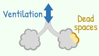 Ventilation amp Dead Spaces in Respiratory Tract [upl. by Paza]