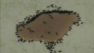 how to kill ants [upl. by Pressman]