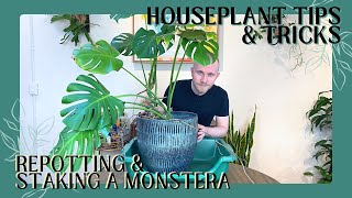 Repotting and Staking My Monstera deliciosa  Houseplant Tips amp Tricks Ep 19 [upl. by Ira]