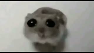 Sad hamster but sped up💔💔💔 [upl. by Maroney]