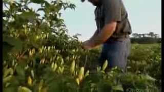 How Its Made Tabasco Hot Sauce Discovery Channel [upl. by Kcirrag]