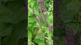 Flowers of our South Norfolk fields  Hedge Woundwort [upl. by Ahusoj]