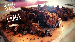 Harvesting Chaga How to Store and Brew Tea [upl. by Saraann903]