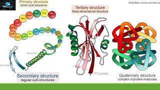 Structure And Function Of Proteins [upl. by Ellekcir]