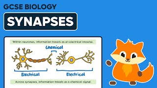 Synapses  GCSE Biology [upl. by Nelyahs]