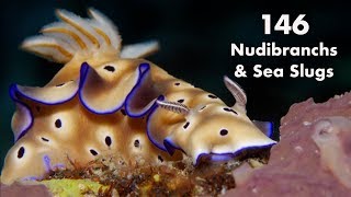 146 Nudibranchs and Sea Slugs of Anilao Philippines [upl. by Ellevehc409]