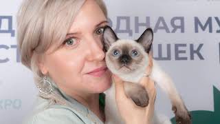 Международная выставка кошек РосКош quotSpring cat showquot [upl. by Eelek849]