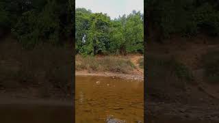 Summer Season  Dried Aghanashini River turned into Smaller Ponds  Divalli Kumta [upl. by Yllier871]