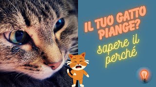 Misteri del Miau  Perché i Gatti Piangono e Come Decifrarlo [upl. by Vanda]