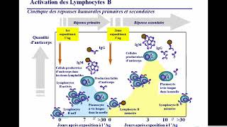 19 Differenciation et activation des lymphocytes B I 16dec08 3 [upl. by Dottie202]