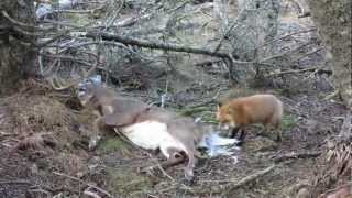 Red fox eating an Anticosti buck [upl. by Asante]