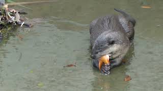 新加坡野生水獭 City In Nature  Smoothcoated Otters of Sungei Ulu Pandan  Singapore  16 Nov 20241043am [upl. by Asi]