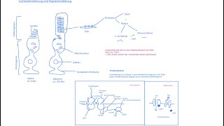 Neurobiologie  Leistungen der Netzhaut Lichtwahrnehmung und Signalverstärkung Fototransduktion [upl. by Noonberg]