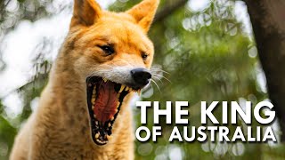 Dingo The King of Australia [upl. by Nwahsuq]