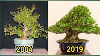 BONSAI YOUPON HOLLI  ILEX VOMITORIA [upl. by Lashond]