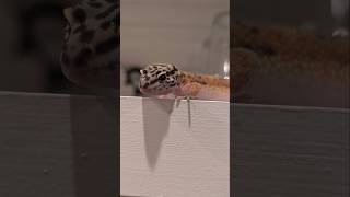 Geckos Are Awesome lizard gecko leopardgecko reptiles cute [upl. by Johan]