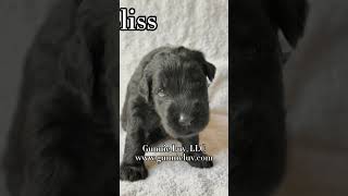 Giant Schnoodle puppies available We are taking deposits contactgunnieluvcom [upl. by Nadabas821]