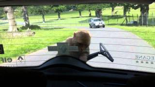 Horrific Monkey Attack at Longleat Safari Park [upl. by Marjory]