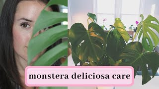 Monstera Deliciosa Care [upl. by Kendell]