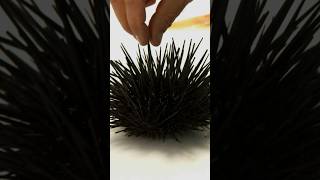 Eating a Sea Urchins WHAT  Bizarre Foods with Andrew ZImmern  Travel Channel [upl. by Liliane]