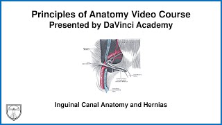 Inguinal Canal Anatomy and Hernias Abdominal Anatomy 4 of 9 [upl. by Lalaj135]