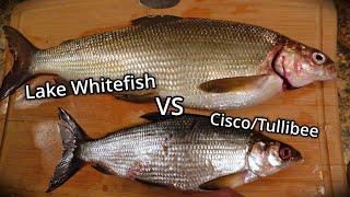 Comparing Lake Whitefish and CiscoTullibee Fish Identification [upl. by Emsoc33]