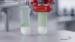 See a Pectin Stain Disappear with Novozymes Pectinase [upl. by Medor]