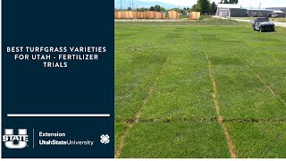 Best Turfgrass Varieties for Utah  fertilizer trials [upl. by Kelly]