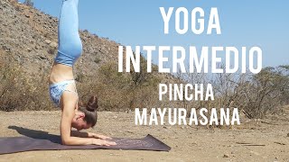 Yoga en casa enfoque PINCHA MAYURASANA intermedioavanzado  MalovaElena [upl. by Nangatrad284]