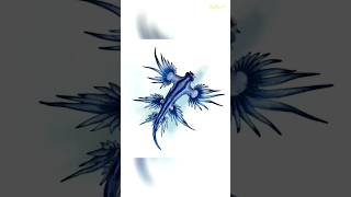 Glaucus Atlanticus  The Blue Dragon of the Sea [upl. by Beaver]