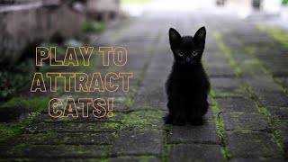 PLAY to ATTRACT your cat works 100 every time [upl. by Anuahsal]