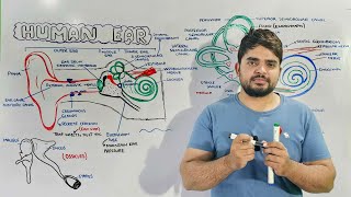 Structure and Function of Human Ear Anatomy and Physiology of Ear [upl. by Annaeg125]