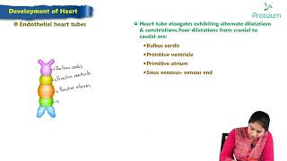 Development of heart  Embryology Lecture [upl. by Arley]