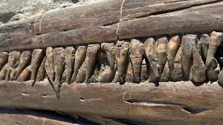 Fossil Ichthyosaur Jaw From Lyme Regis [upl. by Hcirdla]