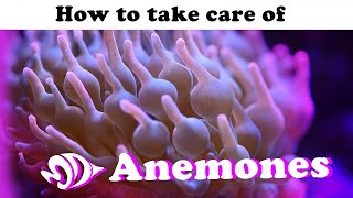 Sea Anemones A How to Guide for Selection Care and Feeding [upl. by Aihceyt]