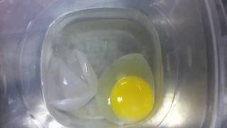 Egg Demonstration  Week 2 Broken Membrane [upl. by Delastre]