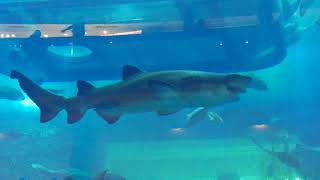 Sand Tiger Shark opening his mouth ag Dubai Mall Aquarium [upl. by Higley]