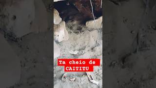 🛑 ESTÁ CAVERNA ESTA CHEIA DE CATETOSbirds catetosporcos floresta tbt cavernas tbt pauloreis [upl. by Eidissac]