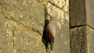 Wallcreeper2 [upl. by Avah]