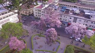 Ocobos de Ibagué con un dron [upl. by Eerak]