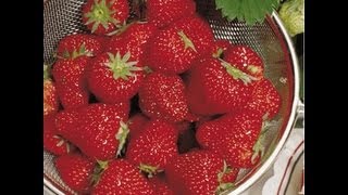 How To Plant Strawberry Plants For Large Juicy Berries [upl. by Filmer]