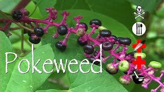 Pokeweed Poison Edible Medicinal amp Other Uses [upl. by Acimehs]