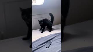 usa cat cats cutecat catlover catsoftiktok fyp foryou foryoupage funny fypシ funnycat [upl. by Niwrek575]