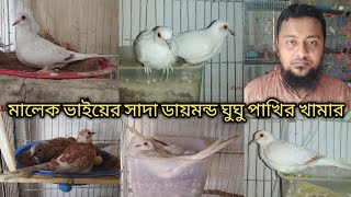 সাদা ডায়মন্ড ডাভ ঘুঘু পাখির খামার 😱 White Diamond Dove Farm 😍 SK AVIARY amp AGRO [upl. by Corie]