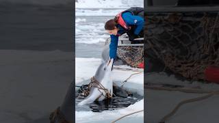 A Heartfelt Tale of a Wounded Dolphin Trapped in a Net Pleading for a Sailors Rescue animals [upl. by Hayman491]